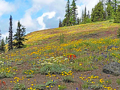 cone peak flowers 2 graphic